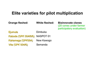 Management of SPVD: A model for production, multiplication and delivery of clean planting material in Uganda