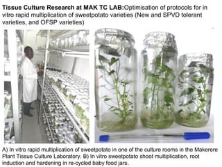 Management of SPVD: A model for production, multiplication and delivery of clean planting material in Uganda
