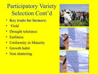 Participatory evaluation of common bean genotypes for adaptation and yield potential in drought-prone areas of Kenya