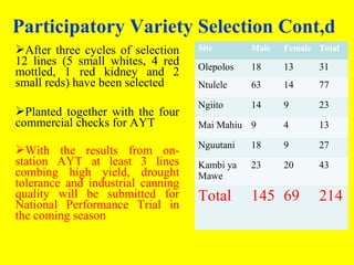 Participatory evaluation of common bean genotypes for adaptation and yield potential in drought-prone areas of Kenya