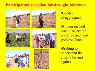 Participatory evaluation of common bean genotypes for adaptation and yield potential in drought-prone areas of Kenya