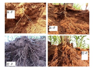 Preliminary participatory on-farm sorghum variety selection for tolerance to drought, soil acidity and striga in Western Kenya