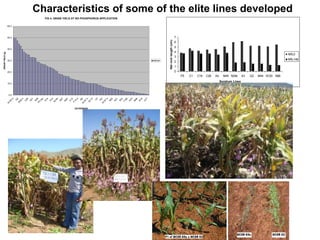 Preliminary participatory on-farm sorghum variety selection for tolerance to drought, soil acidity and striga in Western Kenya