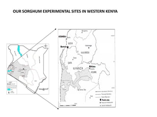 Preliminary participatory on-farm sorghum variety selection for tolerance to drought, soil acidity and striga in Western Kenya