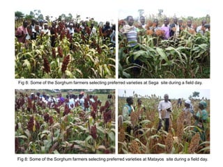 Preliminary participatory on-farm sorghum variety selection for tolerance to drought, soil acidity and striga in Western Kenya