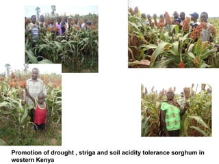 Preliminary participatory on-farm sorghum variety selection for tolerance to drought, soil acidity and striga in Western Kenya