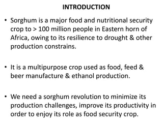 Preliminary participatory on-farm sorghum variety selection for tolerance to drought, soil acidity and striga in Western Kenya