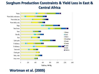 Preliminary participatory on-farm sorghum variety selection for tolerance to drought, soil acidity and striga in Western Kenya
