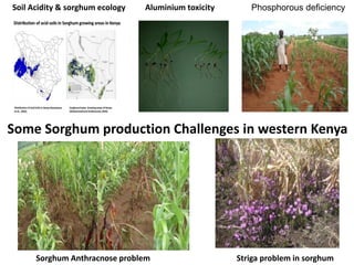 Preliminary participatory on-farm sorghum variety selection for tolerance to drought, soil acidity and striga in Western Kenya
