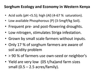 Preliminary participatory on-farm sorghum variety selection for tolerance to drought, soil acidity and striga in Western Kenya