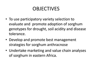 Preliminary participatory on-farm sorghum variety selection for tolerance to drought, soil acidity and striga in Western Kenya