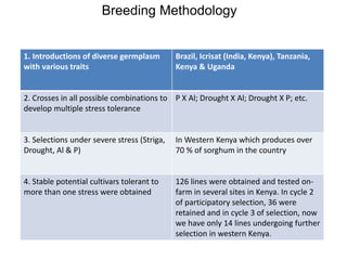 Preliminary participatory on-farm sorghum variety selection for tolerance to drought, soil acidity and striga in Western Kenya