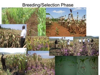 Preliminary participatory on-farm sorghum variety selection for tolerance to drought, soil acidity and striga in Western Kenya