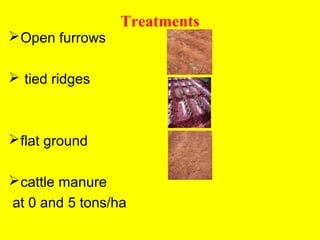 Response of micro-dense bean varieties to fertility and water harvesting technologies in the semi-arid areas of eastern Kenya