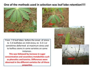 Enhancing food security through improved seed systems of appropriate cassava, resilient to climate change in Eastern Africa