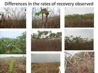 Enhancing food security through improved seed systems of appropriate cassava, resilient to climate change in Eastern Africa