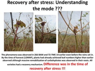 Enhancing food security through improved seed systems of appropriate cassava, resilient to climate change in Eastern Africa