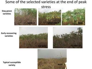 Enhancing food security through improved seed systems of appropriate cassava, resilient to climate change in Eastern Africa