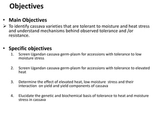 Enhancing food security through improved seed systems of appropriate cassava, resilient to climate change in Eastern Africa