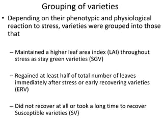 Enhancing food security through improved seed systems of appropriate cassava, resilient to climate change in Eastern Africa