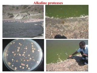 Industrial enzymes for sustainable bio-economy: Large scale production and application in industry, environment, and agriculture