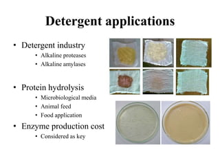 Industrial enzymes for sustainable bio-economy: Large scale production and application in industry, environment, and agriculture
