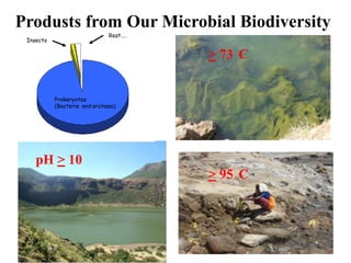 Industrial enzymes for sustainable bio-economy: Large scale production and application in industry, environment, and agriculture