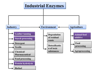 Industrial enzymes for sustainable bio-economy: Large scale production and application in industry, environment, and agriculture
