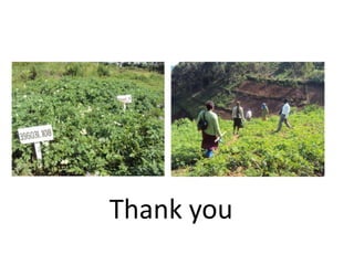 The potato seed system in Uganda - An end-user perspective