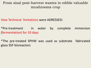Evaluation of sisal post-harvest waste as a potential bioresource for production of oyster mushrooms (Pleurotus sapidus (P969) and Pleurotus HK-37)