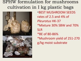 Evaluation of sisal post-harvest waste as a potential bioresource for production of oyster mushrooms (Pleurotus sapidus (P969) and Pleurotus HK-37)