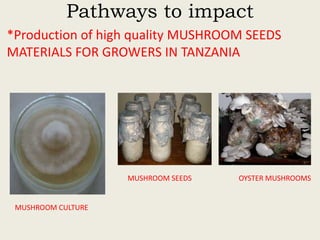 Evaluation of sisal post-harvest waste as a potential bioresource for production of oyster mushrooms (Pleurotus sapidus (P969) and Pleurotus HK-37)