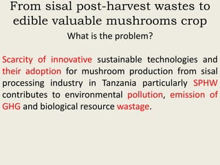 Evaluation of sisal post-harvest waste as a potential bioresource for production of oyster mushrooms (Pleurotus sapidus (P969) and Pleurotus HK-37)