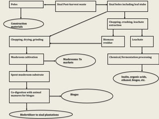 Evaluation of sisal post-harvest waste as a potential bioresource for production of oyster mushrooms (Pleurotus sapidus (P969) and Pleurotus HK-37)