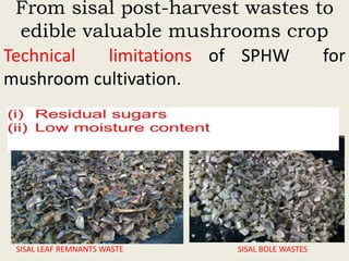 Evaluation of sisal post-harvest waste as a potential bioresource for production of oyster mushrooms (Pleurotus sapidus (P969) and Pleurotus HK-37)