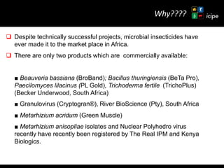 Achievements and ongoing work on biopesticides at ICIPE—Some examples and lessons learnt 