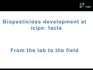 Achievements and ongoing work on biopesticides at ICIPE—Some examples and lessons learnt 