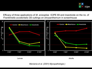 Achievements and ongoing work on biopesticides at ICIPE—Some examples and lessons learnt 
