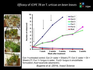 Achievements and ongoing work on biopesticides at ICIPE—Some examples and lessons learnt 