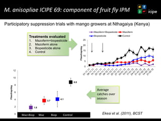 Achievements and ongoing work on biopesticides at ICIPE—Some examples and lessons learnt 