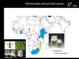 Achievements and ongoing work on biopesticides at ICIPE—Some examples and lessons learnt 