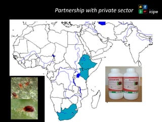Achievements and ongoing work on biopesticides at ICIPE—Some examples and lessons learnt 