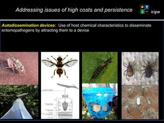 Achievements and ongoing work on biopesticides at ICIPE—Some examples and lessons learnt 
