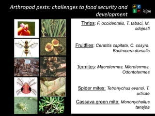 Achievements and ongoing work on biopesticides at ICIPE—Some examples and lessons learnt 