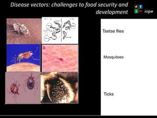 Achievements and ongoing work on biopesticides at ICIPE—Some examples and lessons learnt 