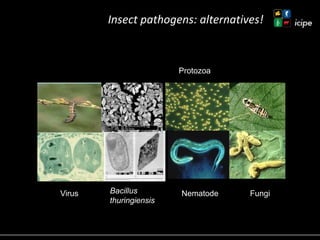 Achievements and ongoing work on biopesticides at ICIPE—Some examples and lessons learnt 