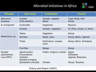 Achievements and ongoing work on biopesticides at ICIPE—Some examples and lessons learnt 