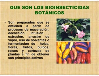 QUE SON LOS BIOINSECTICIDAS
           BOTÁNICOS

• Son preparados que se
  obtienen a partir de
  procesos de maceración,
  decocción,    infusión   ,
  extrusión, arrastre de
  vapor, uso de solventes o
  fermentación de hojas,
  flores, frutos, bulbos,
  raíces y cortezas de
  plantas a fin de obtener
  sus principios activos
 