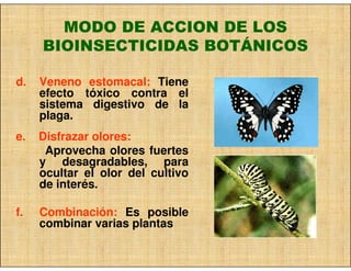 MODO DE ACCION DE LOS
     BIOINSECTICIDAS BOTÁNICOS

d.   Veneno estomacal: Tiene
     efecto tóxico contra el
     sistema digestivo de la
     plaga.
e.   Disfrazar olores:
      Aprovecha olores fuertes
     y desagradables, para
     ocultar el olor del cultivo
     de interés.

f.   Combinación: Es posible
     combinar varias plantas
 