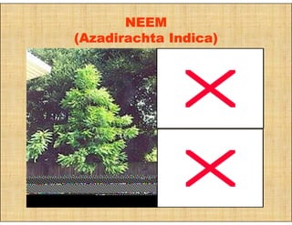 NEEM
(Azadirachta Indica)
 